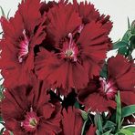 TohumBul Chabaud Crimson Karanfil Çiçeği Tohumu(70 adet)