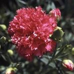 TohumBul Chabaud Pure Rose Karanfil Çiçeği Tohumu(70 adet)