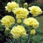 TohumBul Chabaud Yellow Karanfil Çiçeği Tohumu(70 adet)