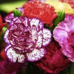 TohumBul Dianthus Heddewigii Gaiety Katmerli İri Karanfil Çiçeği Tohumu(100 adet)