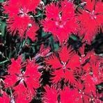 TohumBul Dianthus Superbus Red Bol Kokulu Karanfil Çiçeği Tohumu(100 adet)