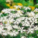 TohumBul Dianthus Superbus White Bol Kokulu Karanfil Çiçeği Tohumu(100 adet)