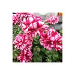 TohumBul Ender Bitki Katmerli Sarkan Grandeur İvy Arctic Rose Sakız Sardunya Fidesi (1 Fide)