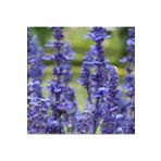 TohumBul Farina Arctic Blue Adaçayı Çiçeği Fidesi (3 fide)