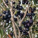 TohumBul Gemlik Etli Salamuralık Trilye Zeytin Fidanı
