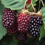 TohumBul Tüplü Boysenberry Böğürtlen Fidanı