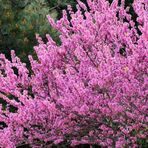 TohumBul Tüplü Erguvan Pink Fidanı (30-60 cm)