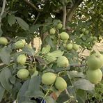 TohumBul Tüplü Franquette Ceviz Fidanı
