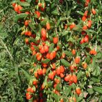 TohumBul Tüplü Goji Berry Kırmızı Kurt Üzümü Fidanı