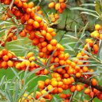 TohumBul Tüplü Hippophae Rhamnoides Şifalı Yabani Yalancı İğde Fidanı