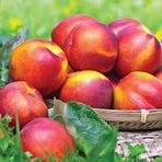 TohumBul Tüplü İri Yarı Bodur Red Giant Nektarin Fidanı