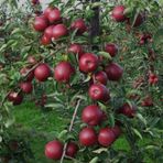 TohumBul Tüplü Scarlet Spur Elma Fidanı