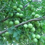 TohumBul Tüplü Yarı Bodur Gölcük(Ağustos) Papaz Fidanı