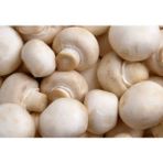 Tohumcu Kikizade Kültür Mantarı Tohumu 100 GRAM - 1000 Adet