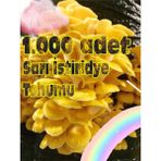 Tohumcu Kikizade Sarı Istiridye Mantarı Miseli Tohumu Vakumlu 1000 Adet 3 Adet Micro Torba ( Ekim Kılavuzu) - 1 Adet