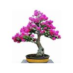 Tohumculuk Bodur Mersin Bonzai Ağacı Tohumu 5 Adet Bonsai Ağacı Tohumu