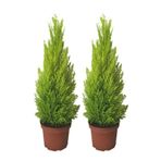 Tohumculuk Ithal Bodur Limon Selvi Bonzai Ağacı Tohumu 5 Tohum Bonsai Tohumu