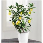 Tohumculuk Nadir Ithal Limon Bonzai Ağacı Tohumu 10 Tohum Bonsai Tohumu