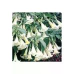 Tohumcumm 10 Adet Tohum Angel Trumpet Çiçeği Tohum Melek Borazanı Çiçeği Tohum Tohum Saksı Toprak