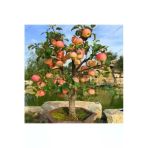 Tohumcumm 10 Adet Tohum Bodur Bonsai Elma Ağacı Bonzai Tohumu Sürpriz Hediye Bonsai Ağacı Tohumu