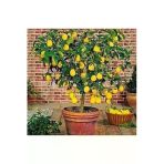 Tohumcumm 10 Adet Tohum Bodur Bonsai Limon Ağacı Tohumu Italyan Limon Seti Saksı Toprak Sürpriz Hediye Tohum