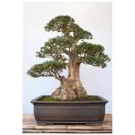 Tohumcumm 10 Adet Tohum Bodur Bonsai Lübnan Sediri Ağacı Bonzai Tohumu Saksı Toprak Hediyelidir