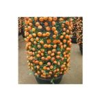 Tohumcumm 10 Adet Tohum Bodur Bonsai Mandalina Bonzai Ağacı Tohum Süpriz Hediye Bonsai Ağacı Tohum