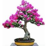 Tohumcumm 10 Adet Tohum Bodur Pembe Erguvan Bonzai Ağac Ekim Seti Saksı Toprak Süpriz Hediye Bonsai Tohumu - 1 Paket