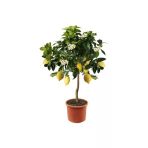 Tohumcumm 10 Adet Tohum Nadir Bodur Bonsai Sarı Limon Ağaç Tohumu Organik Yeni Tohum Saksı Toprak Hediye