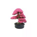 Tohumcumm 10 Adet Tohum Nadir Bulunan Japon Sakura Ağacı Bonsai Prunus Serrulata Ağacı Ekim Kiti Saksı Toprak