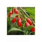Tohumcumm 10 Adet Tohum Organik Bahçe Goji Berry Tohumu Hobi Balkon Yetiştirme Kırmızı Goji Berry Saksı Toprak