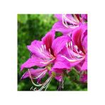 Tohumcumm 10 Adet Tohum Orkide Bonsai Ağacı Tohum Bodur Bonsai Orkide Ağacı Tohum Saksı Toprak Hediye Tohumlu