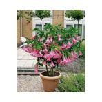Tohumcumm 10 Adet Tohum Pembe Angel Trumpet Çiçeği Meleklerin Borazanı Çiçeği Tohumu Saksı Toprak Kediye