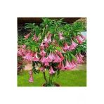 Tohumcumm 10 Adet Tohum Pembe Angel Trumpet Çiçeği Meleklerin Borazanı Çiçeği Tohumu