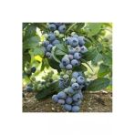 Tohumcumm 10 Adet Tohum Yaban Mersini Tohumu Blueberry Tohumu Sürpriz Hediye Tohumu