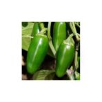 Tohumcumm 100 Adet Tohum Meksika Biberi Tohumu Zehir Acı Meksika Biberi Tohumu Jalapeno Jalepeno Biberi Tohumu