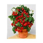 Tohumcumm 100 Adet Tohum Nadir Saksılık Kırmızı Çeri Cherry Domatesi Tohumu Mini Domates Saksı Toprak