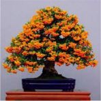 Tohumcumm 15 Adet Tohum Nadir Ateş Dikeni Bonsai Ağaç Tohumu Ateş Diken Tohum Saksı Toprak Hediyemizdir - 1 Paket