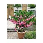 Tohumcumm 20 Adet Tohum Nadir Bulunan Angel Pembe Trumpet Çiçeği Tohumu Balkon Çiçeği Genis Yapraklı Hediyeli