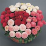 Tohumcumm 20 Adet Tohum Nadir Bulunan Şeker Tabağı Çiçeği Tohumu Şeker Çiçek Tohum