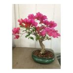 Tohumcumm 20 Adet Tohum Nadir Organik Pembe Bonsai Orkide Ağacı Ağaç Tohumu Saksı Toprak Hediyeli