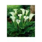 Tohumcumm 20 Adet Tohum Organik Calla Lily Çiçek Tohumu Afrika Çöl Çiçeği Calla Lily Sürpriz Hediye Tohumlu
