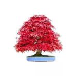 Tohumcumm 5 Adet Tohum Bodur Bonsai Kırmızı Japon Red Maple Ağacı Bonzai Tohumu Süpriz Hediye Bonsai Tohumu