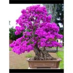 Tohumcumm 5 Adet Tohum Bodur Erguvan Ağacı Tohumu Bonsai Seti - Toprak + Saksı Erguvan Tohumu