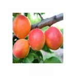Tohumcumm 5 Adet Tohum Şekerpare Kayısı Bodur Bonsai Ağaç Tohumu Organik Sürpriz Hediye Tohum