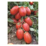 Tohumcumm 50 Adet Tohum Çerez Domates Tohumu Atıştırmalık Domates Tohumu Sürpriz Hediye Sebze Tohumu