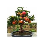Tohumcumm Bodur Bonsai Elma Ağacı Tohumu Elma Tohumu 5 Tohum