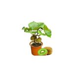 Tohumcumm Bodur Bonsai Kivi Ağacı Tohumu Yeşil Tatlı Kivi Ağacı Tohumu 5 Adet Tohum