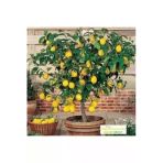 Tohumcumm Bodur Bonsai Limon Ağacı Tohumu 10 Adet Tohum + Saksı Toprak