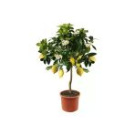 Tohumcumm Bodur Bonsai Limon Ağacı Tohumu 5 Adet Tohum + Saksı Toprak + Sürpriz Hediye Tohum